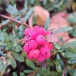 Berberis aggregata Fruit