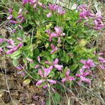 Polygala californica 整株植物