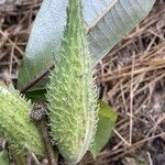 Asclepias syriacaCvet