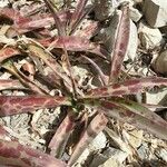 Agave maculata Leaf