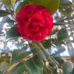 Camellia sasanquaBloem