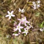 Centaurium tenuiflorum Otro