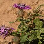 Centaurea sphaerocephalaVekstform