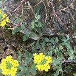 Alyssum montanum Folio