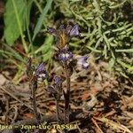 Orobanche olbiensis Habit