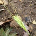 Triticum monococcum Fruit