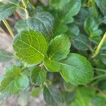 Salvia buchananii Leaf