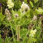 Oxytropis pilosa Květ