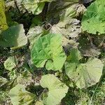 Petasites hybridus Yaprak