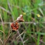 Romulea columnae Frucht