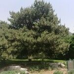 Pinus tabuliformis عادت