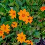 Coreopsis auriculata Цветок