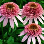 Echinacea purpurea Цвят