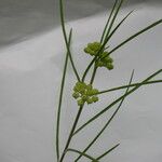 Asclepias stenophylla Blüte