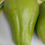 Sechium edule Φρούτο