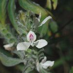 Tetramerium nervosum Flower