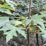 Acer saccharinumᱥᱟᱠᱟᱢ