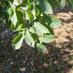 Ulmus carpinifolia Feuille