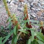 Rumex palustris برگ