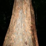Chimarrhis microcarpa 树皮