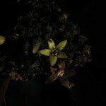Psychotria densinervia Flower