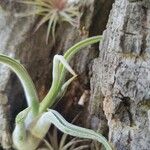 Tillandsia paucifolia 葉