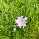 Nemophila menziesii 花