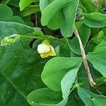 Oxalis stricta Levél