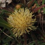 Centaurea acaulis 花