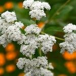 Stevia ovata Fleur