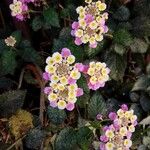 Lantana camaraBlüte