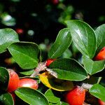 Cotoneaster divaricatus Ліст