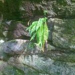 Asplenium trichomanes-ramosum অভ্যাস