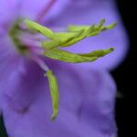 Osbeckia nutans Flower