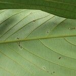 Rhodostemonodaphne kunthiana Leaf