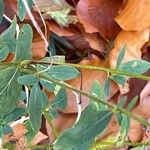 Hypericum hirsutum Likasa