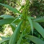 Lactuca indica Blatt