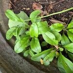 Myosotis latifolia पत्ता