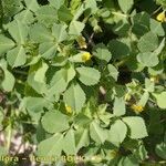 Medicago scutellata Habit