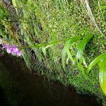 Dactylorhiza foliosa Цветок