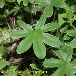 Alchemilla alpigena Leaf