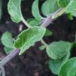 Ruellia bignoniiflora Leaf