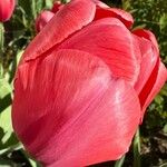 Tulipa grengiolensis Flower