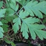 Oenanthe sarmentosa Leaf