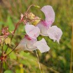 Impatiens glandulifera Λουλούδι