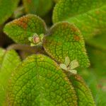Episcia lilacina Flor