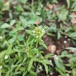 Lobularia maritimaFlor