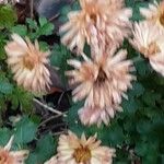 Dendranthema grandiflorum Virág