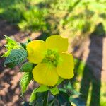 Ludwigia peruviana Flor