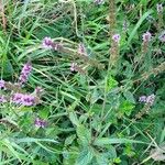 Mentha x piperita Habitus